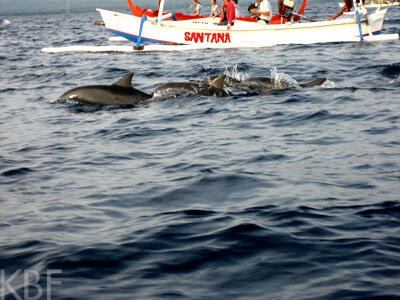 Dolphins at Lovina