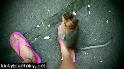 Monkey Forest, Ubud