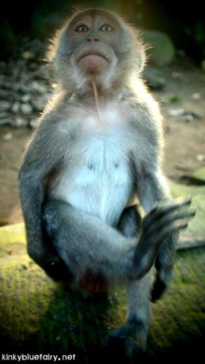 Monkey Forest, Ubud