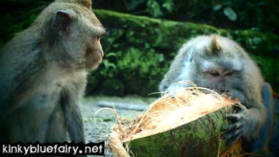 Monkey Forest, Ubud