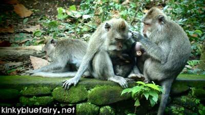 Monkey Forest, Ubud