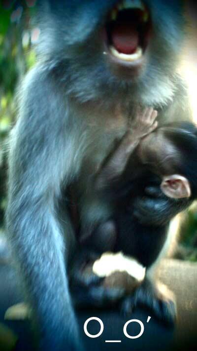 Monkey Forest, Ubud