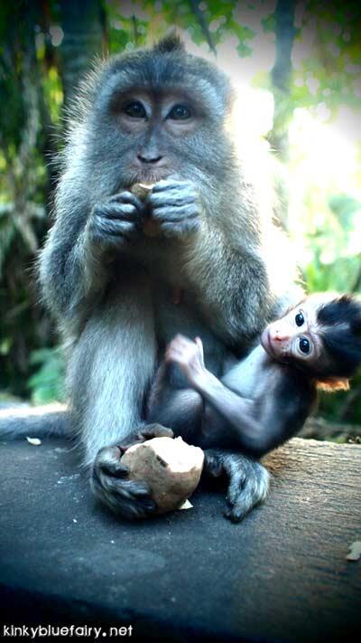 Monkey Forest, Ubud