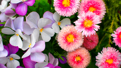 surrey flowers