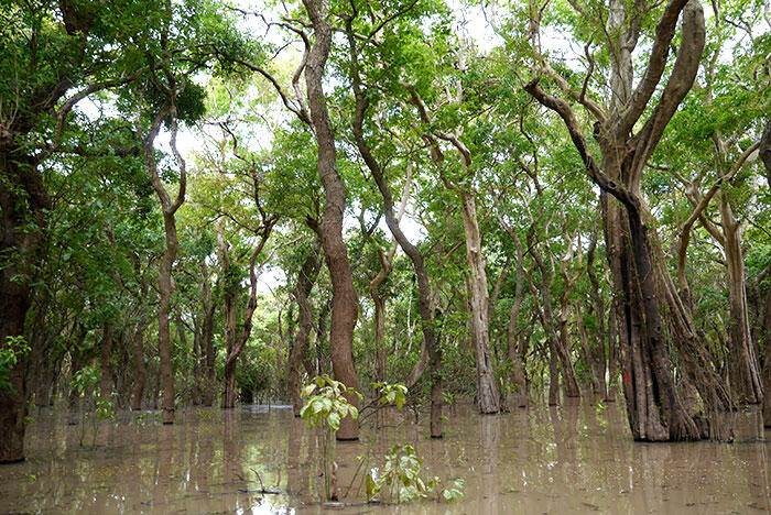 d-siem-reap-1-flooded-forest-22