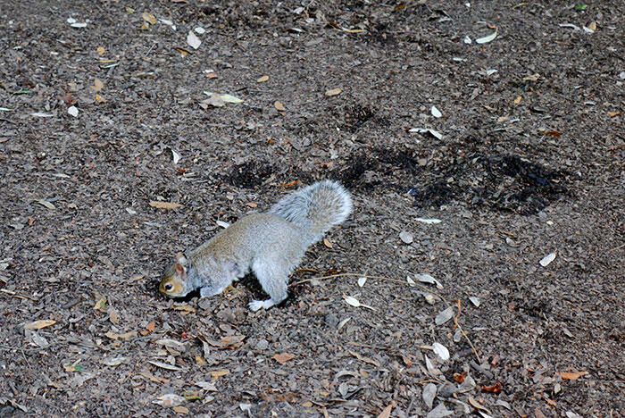 aa-london-yishyene-12-squirrel-hyde-park