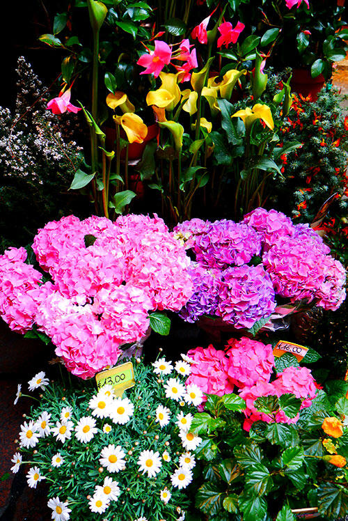 bologna-italy-38-flowers