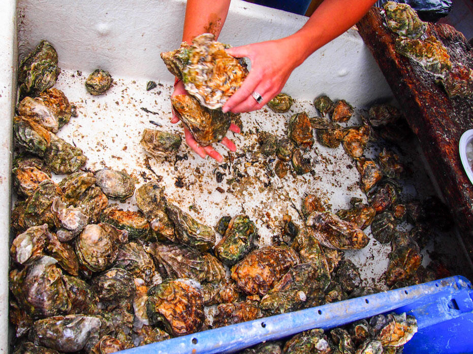 Whitstable-Oyster-Festival-England-2015-21