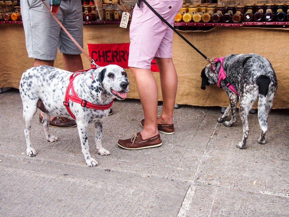 Whitstable-Oyster-Festival-England-2015-27