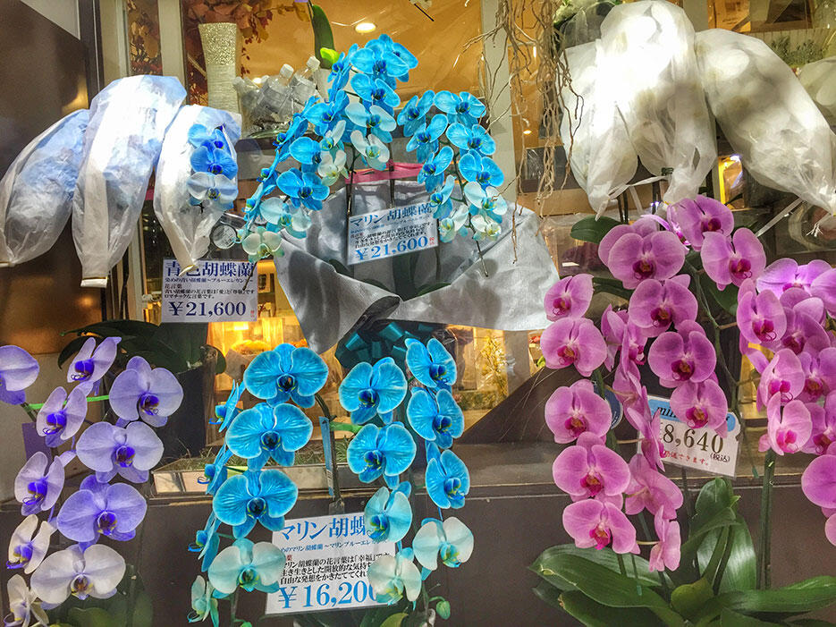 japan-4-tokyo-ginza-blue-purple-orchids