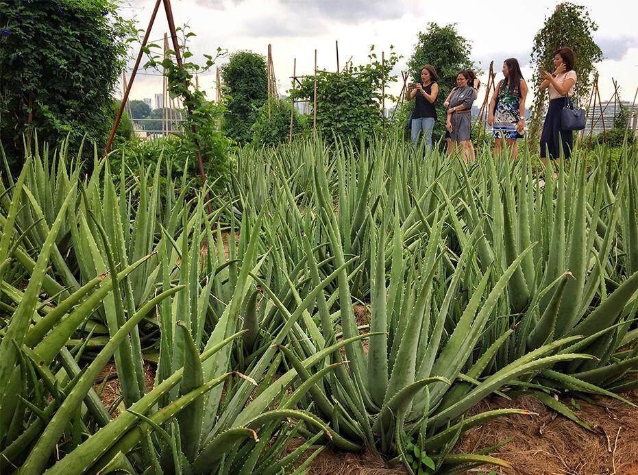 Strip singapore - dempsey hill house urban farming 16