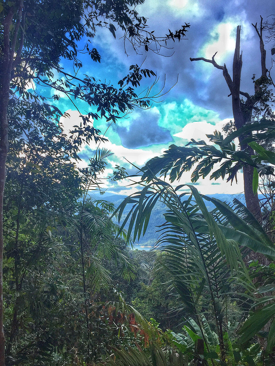 bukit-kutu-kuala-kubu-bharu-hiking-malaysia-10-nature-plants-jungle