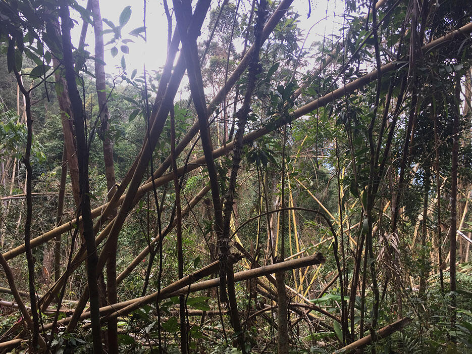 bukit-kutu-kuala-kubu-bharu-hiking-malaysia-11-bamboo-storm-aftermath