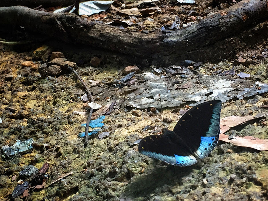 bukit-kutu-kuala-kubu-bharu-hiking-malaysia-6