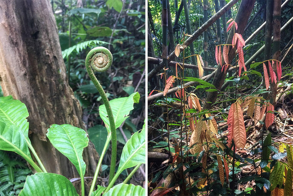 bukit-kutu-kuala-kubu-bharu-hiking-malaysia-8-nature-plants-jungle