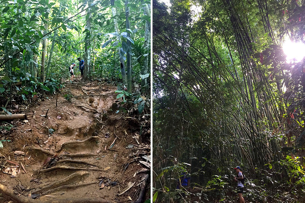 bukit-kutu-kuala-kubu-bharu-hiking-malaysia-9-nature-plants-jungle