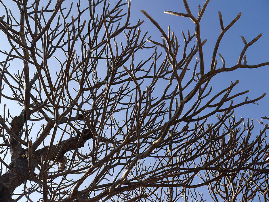 a-tainan-taiwan-13-fort-zeelandia-museum-tree-branches