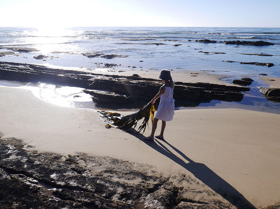 great-ocean-road-25-victoria-australia-rock-beach-kelp