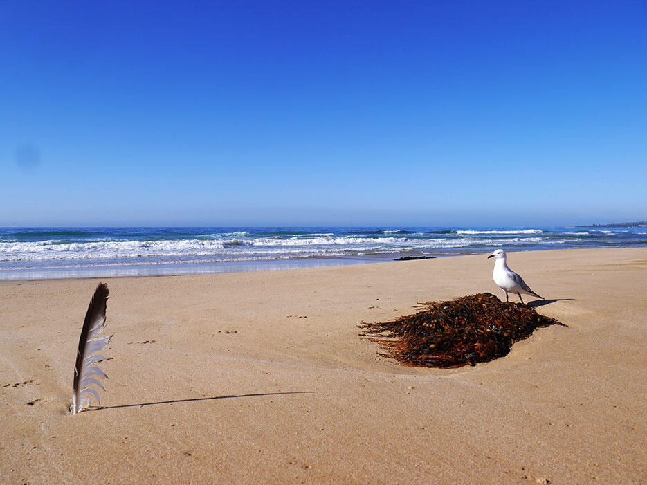 great-ocean-road-30-victoria-australia-sea-ocean-feather-seagulls