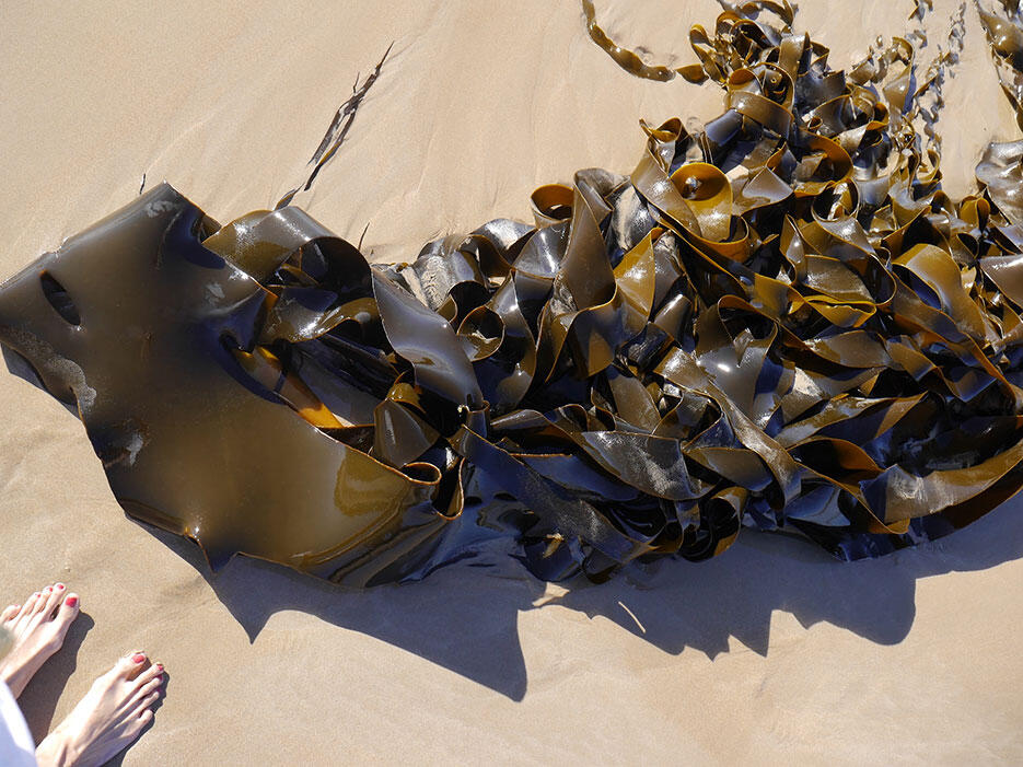 great-ocean-road-33-victoria-australia-giant-kelp-seaweed-beach