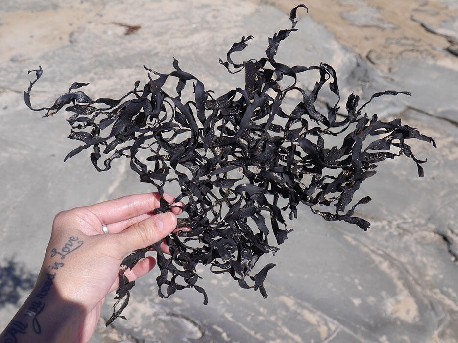 great-ocean-road-34-victoria-australia-dried-kelp-seaweed-beach