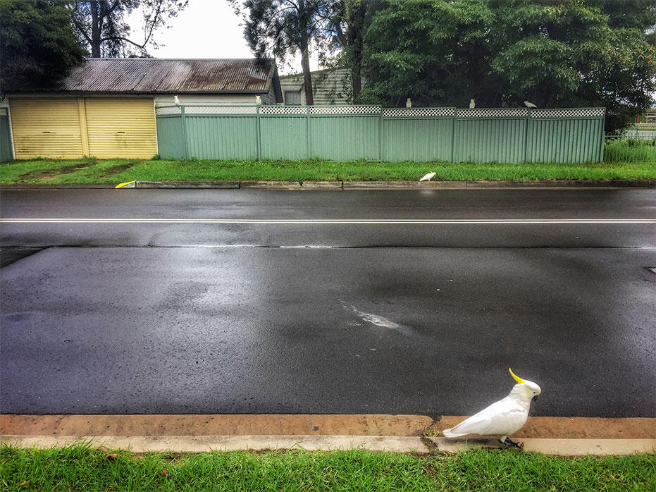 Sydney-Australia-16-cockatoo