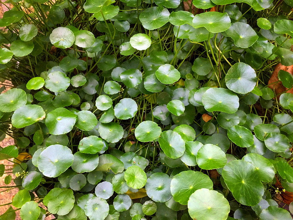 a-the-dusun-seremban-lanai-11-nature-green