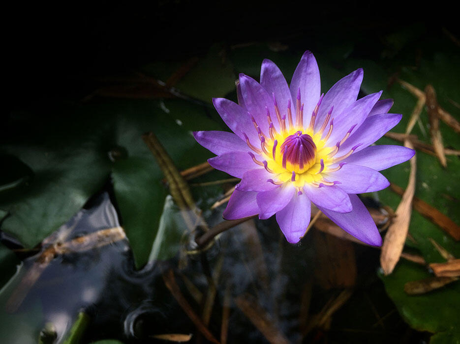 a-the-dusun-seremban-lanai-20-purple-water-lotus