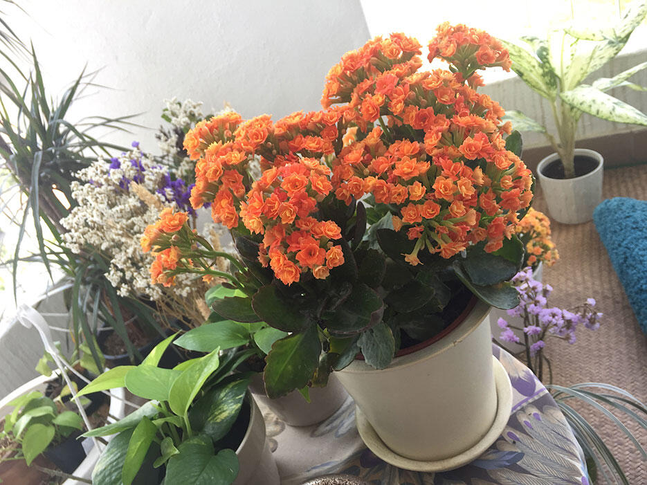 c-ikea-orange-flowers-chinese-new-year-malaysia